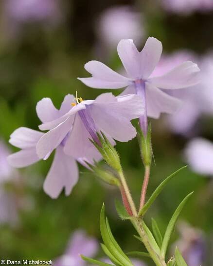 Phlox subulata – plamenka šídlovitá