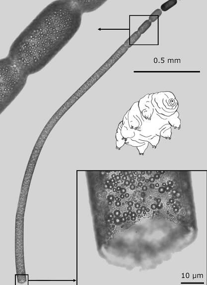 Thiomargarita magnifica