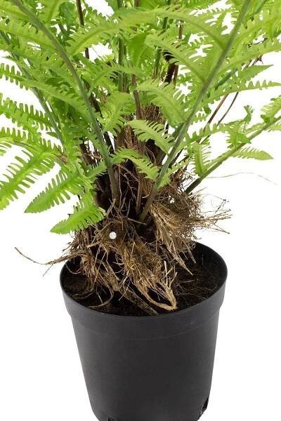 Artificial Fern Plant 4090