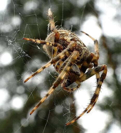 Karakurt Jihoruská Tarantule