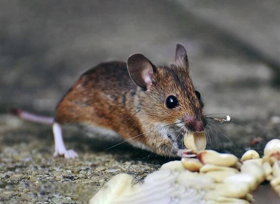 Mice Exterminator Queens NYC: Effective and Affordable Solutions