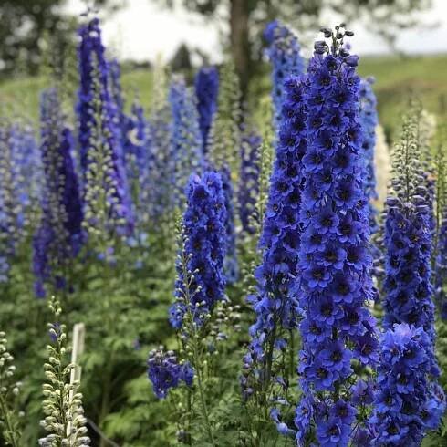 Blue Buccaneers Hybrid Bee Delphinium