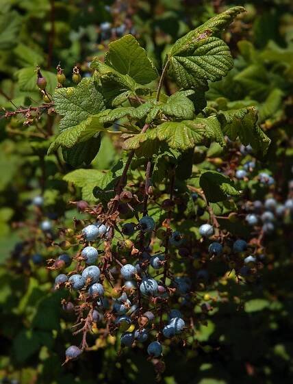 Soubor:Ribes sanguineum B.jpg – Wikipedie