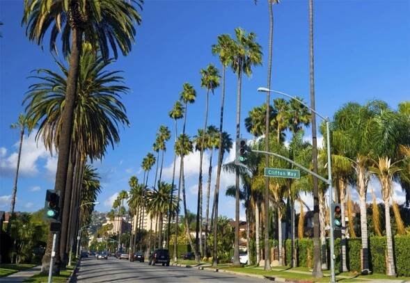 Los Angeles Palm lined streets