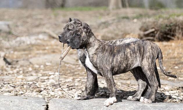 Some photos from here and there – Rey Gladiador – Presa Canario breeders in USA Kentucky | Presa Canario Puppies