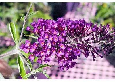 Motýlí keř, komule - 11 kultivarů (Buddleja davidii) - 40 - 80 cm Barva: Royal Red - červený