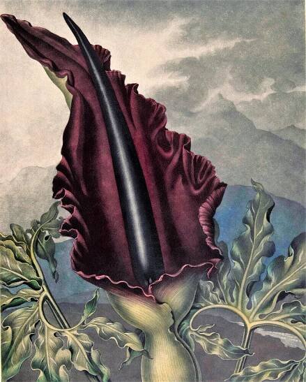 The Dragon Arum by Robert John Thornton