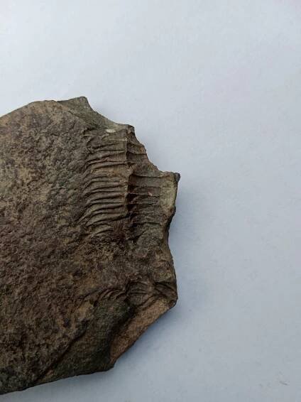 Trilobiti