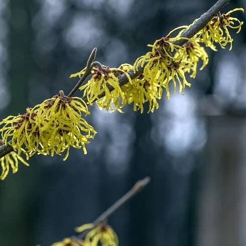 Hamamelis in der Kosmetik, Foto: freepik