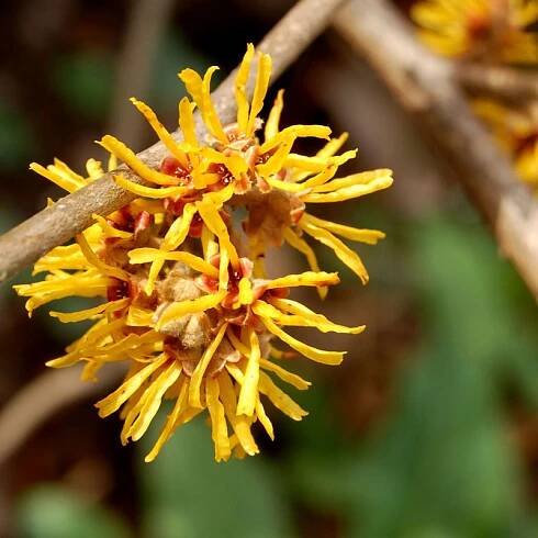 witch-hazel-extract