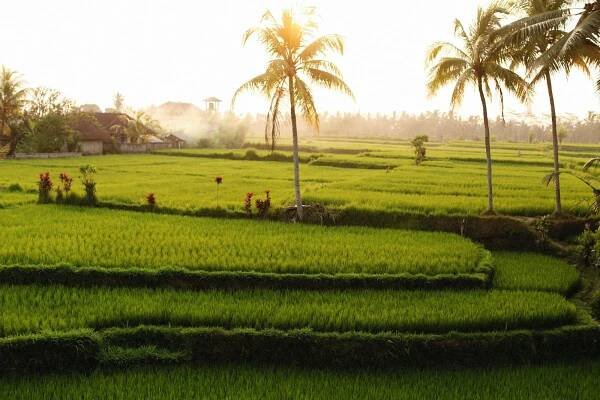 bezplatná Základová fotografie zdarma na téma bali rýžová pole, ekologické zemědělství, exotická lokalita Základová fotografie