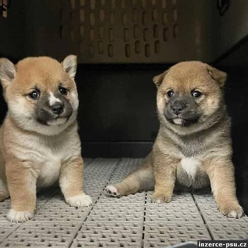 Shiba-inu na prodej~5.500 Kč