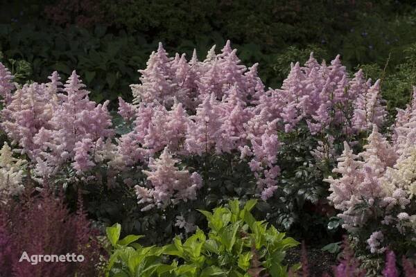 Sazenice květin Tawułka Arendsa 'Anita Pfeifer' Astilbe x Arendsii