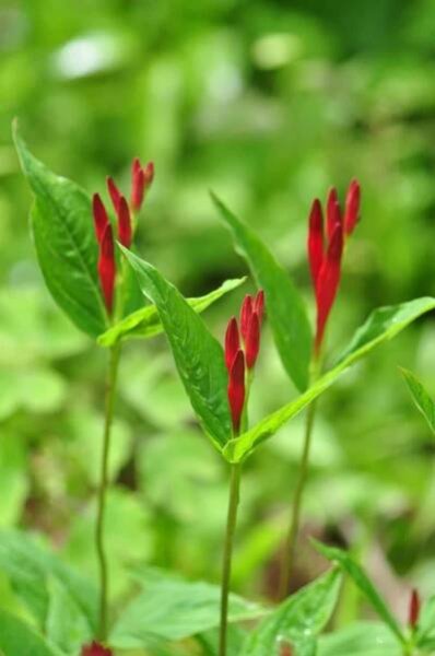 Red Indian Pink in bloom 