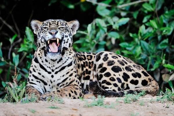Jaguár americký(Panthera onca),Pantanal,Brazílie