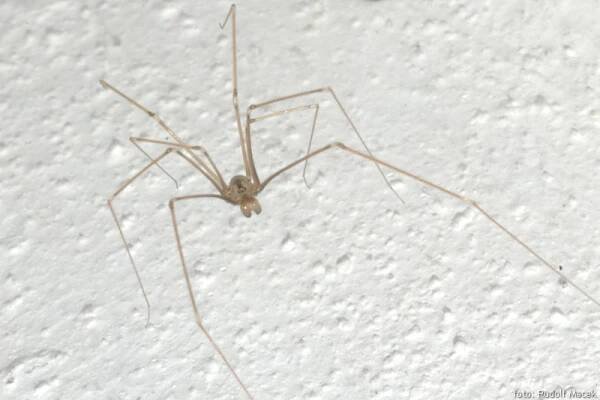 Česká arachnologická společnost - Pholcus opilionoides (Schrank, 1781) [třesavka sekáčovitá] → Čeleď: Pholcidae → Rod: Pholcus