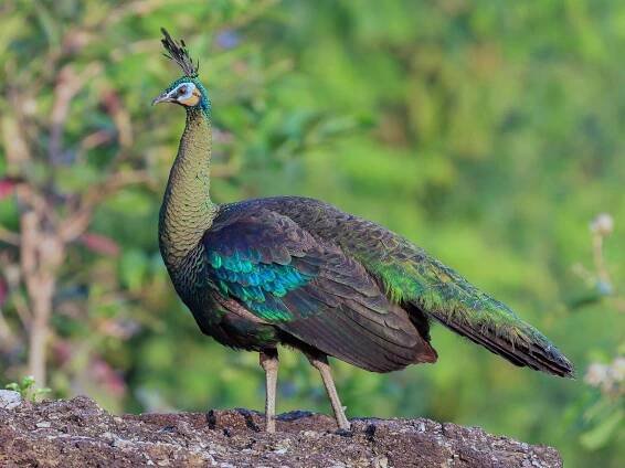  - Green Peafowl