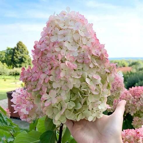 Hortenzie latnatá Vanilla Fraise, P9 (4454): koupit poštou v Česku