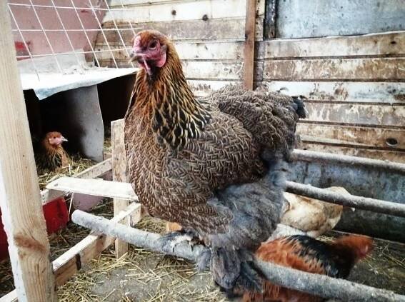 Jaká je produkce vajec kuřat Brahma?