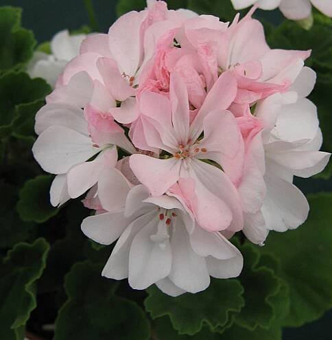 Pelargonium Zonal Group - Wikimedia Commons
