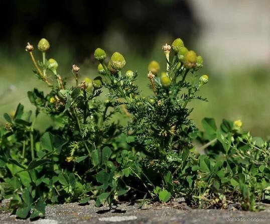 Atlas - fotogalerie: matricaria discoidea; 1