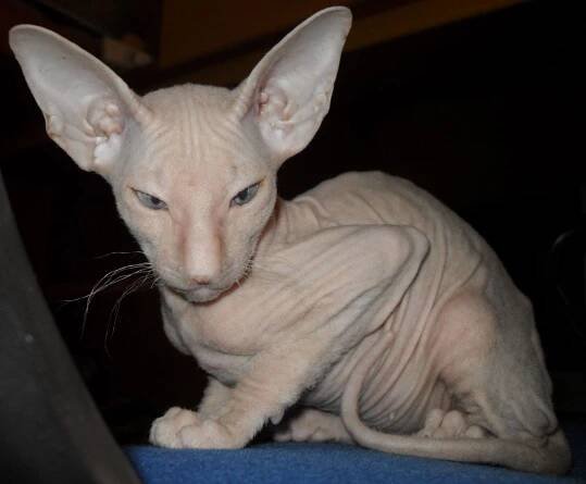 Peterbald Info, Personality, Care, Training, Kittens, Pictures