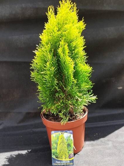 Thuja occidentalis 'Golden Smaragd' 
