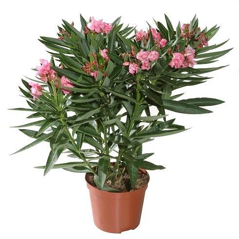 GROW by OBI Oleandr obecný (Nerium oleander), pr. kv. 14 cm