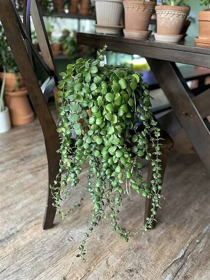 Help! My Plants are Growing! (Problems Only Plant Collectors Can Understand) | A Natural Curiosity