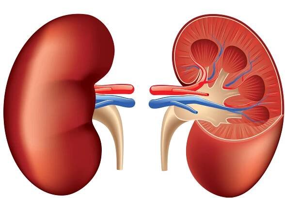 Anatomie lidské ledviny izolovaných na bílém vektor — Ilustrace