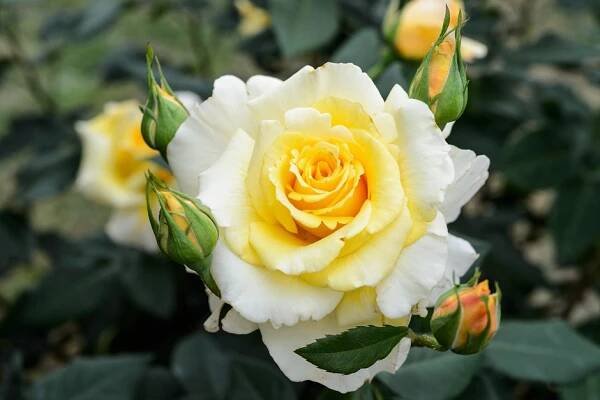Rosa 'Sunny Sky'