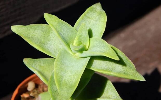 Crassula perforata Penhoek Pass