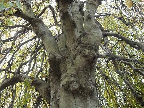 Weeping beech - Wikipedia
