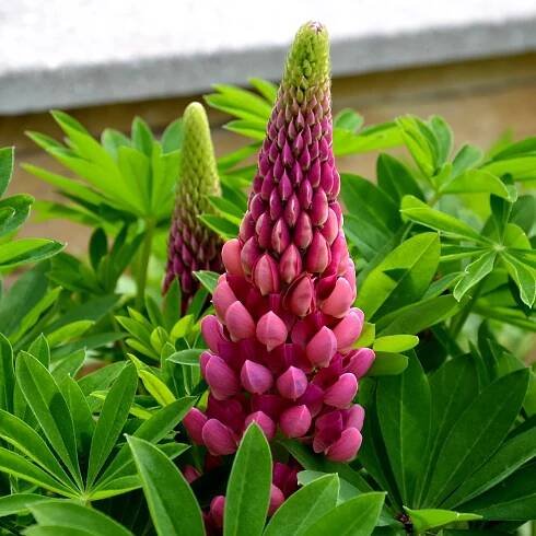 Semena lupiny – Lupina mnoholistá Lupini Red – Lupinus polyphyllus