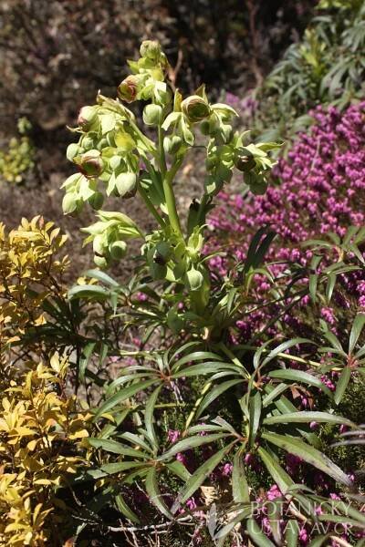 Helleborus foetidus - čemeřice smrdutá | Lukáš Hrdinka | Autoři | iBotky.cz