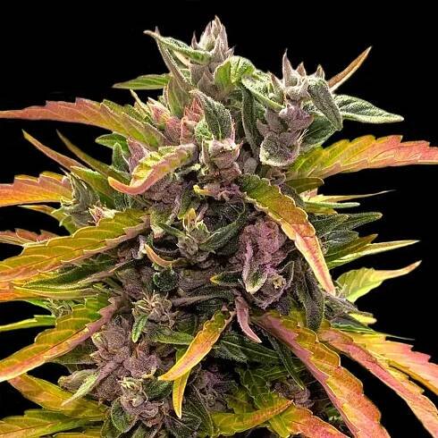 Barney's Farm Gorilla Glue AUTO semena neobsahují THC 5 ks