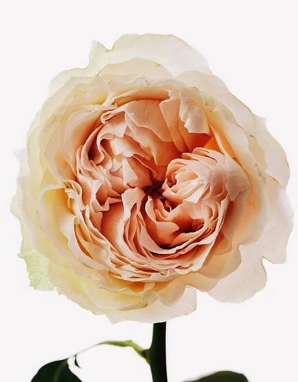 Rose Centifolia
