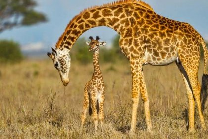giraffe meaning and symbolic meaning of giraffe