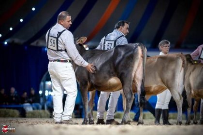 Agroleite Jersey Show 2023 :: The Bullvine - The Dairy Information You Want To Know When You Need It