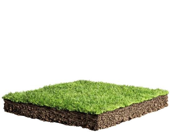 grass