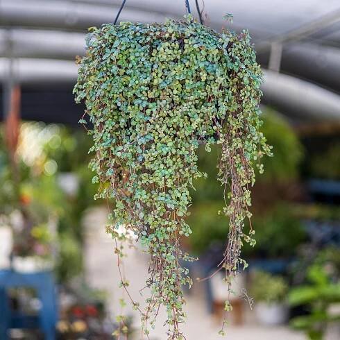 Pilea Glauca Silver Sparkles Plant