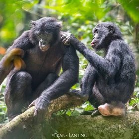 Bonobo Peace Forest