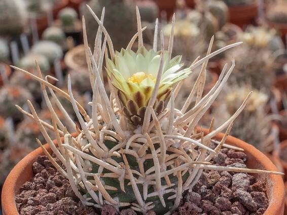 Navajoa peeblesiana ssp. fickeisenii SB 903 Houserock Valley, Az - grafted