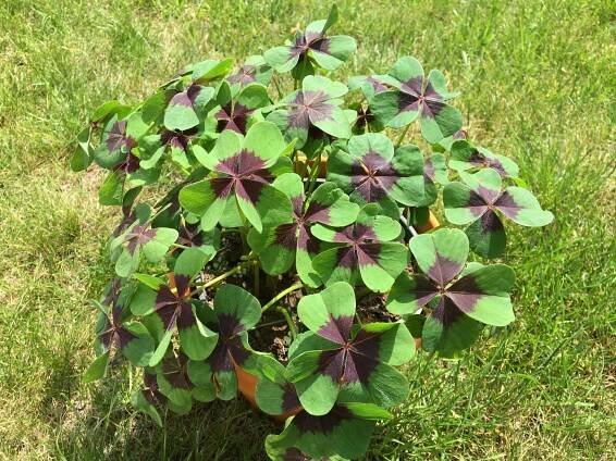 Oxalis Deppei al. Oxalis tetraphylla