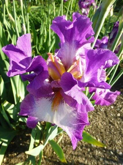 Kosatec zahradní - Iris barbata Land of Judah, květy, květenství