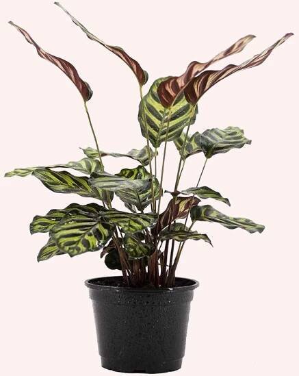 Calathea Makoyana in a 6" pot.