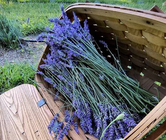 Lavender