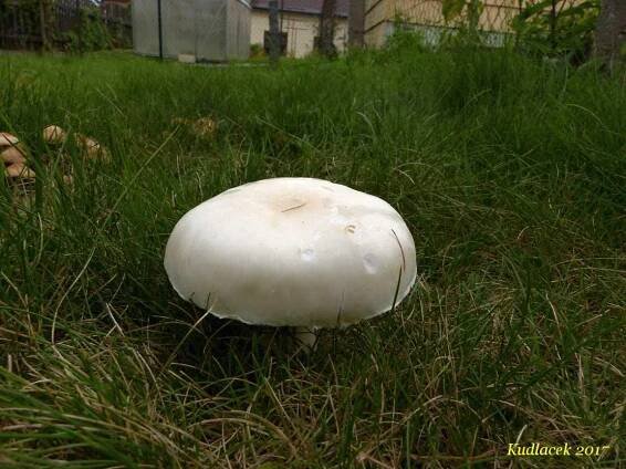 Bedla zardělá - Leucoagaricus leucothites - Kudluv fotoatlas hub
