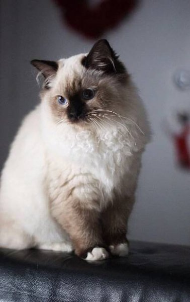 a siamese cat sitting on top of a black leather chair looking at the camera