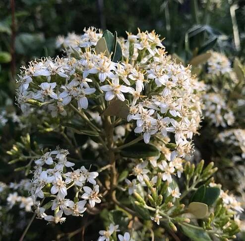 Všechny rostliny | Olearie - Olearia hastii | eshop.tropik.cz